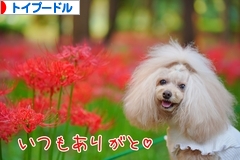 にほんブログ村 犬ブログ トイプードルへ