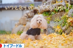 にほんブログ村 犬ブログ トイプードルへ