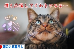 にほんブログ村 猫ブログ 猫のいる暮らしへ