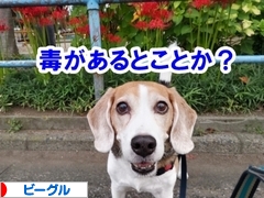 にほんブログ村 犬ブログ ビーグルへ