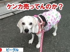 にほんブログ村 犬ブログ ビーグルへ