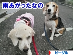 にほんブログ村 犬ブログ ビーグルへ