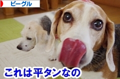 にほんブログ村 犬ブログ ビーグルへ