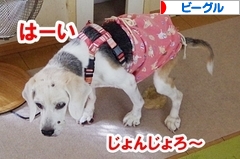 にほんブログ村 犬ブログ ビーグルへ