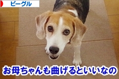 にほんブログ村 犬ブログ ビーグルへ