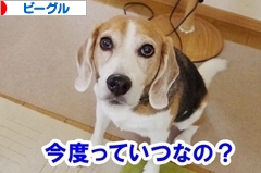 にほんブログ村 犬ブログ ビーグルへ