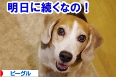 にほんブログ村 犬ブログ ビーグルへ