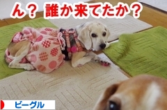 にほんブログ村 犬ブログ ビーグルへ