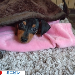 にほんブログ村 犬ブログ ミニピンへ