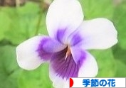 にほんブログ村 花・園芸ブログ 季節の花へ