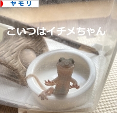 にほんブログ村 その他ペットブログ ヤモリへ