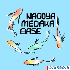 にほんブログ村 観賞魚ブログ メダカ・改良メダカへ