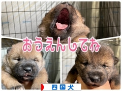 にほんブログ村 犬ブログ 四国犬へ