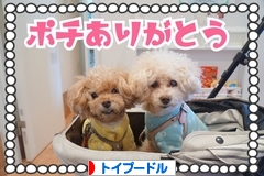 にほんブログ村 犬ブログ トイプードルへ