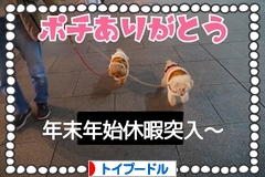 にほんブログ村 犬ブログ トイプードルへ