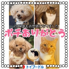 にほんブログ村 犬ブログ トイプードルへ