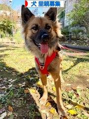 にほんブログ村 犬ブログ 犬 里親募集へ