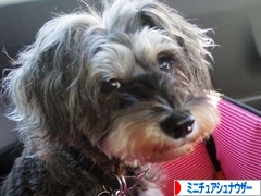 にほんブログ村 犬ブログ ミニチュアシュナウザーへ