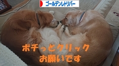 にほんブログ村 犬ブログ ゴールデンレトリバーへ