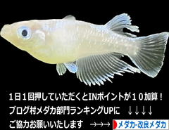 にほんブログ村 観賞魚ブログ メダカ・改良メダカへ