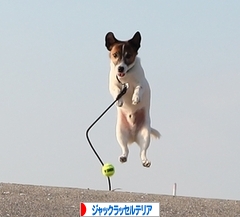 にほんブログ村 犬ブログ ジャックラッセルテリアへ