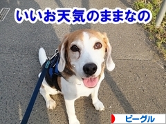 にほんブログ村 犬ブログ ビーグルへ