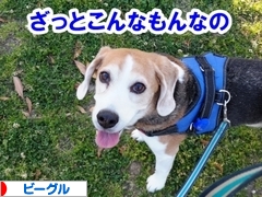 にほんブログ村 犬ブログ ビーグルへ