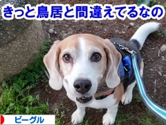 にほんブログ村 犬ブログ ビーグルへ