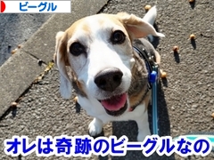 にほんブログ村 犬ブログ ビーグルへ