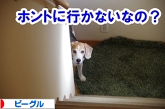 にほんブログ村 犬ブログ ビーグルへ