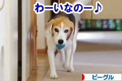 にほんブログ村 犬ブログ ビーグルへ