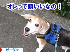 にほんブログ村 犬ブログ ビーグルへ