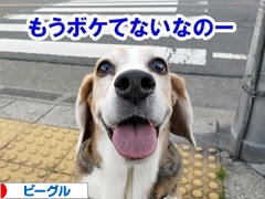 にほんブログ村 犬ブログ ビーグルへ