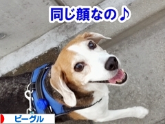 にほんブログ村 犬ブログ ビーグルへ