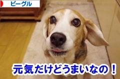 にほんブログ村 犬ブログ ビーグルへ