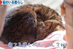 にほんブログ村 猫ブログ 猫のいる暮らしへ