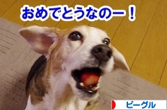 にほんブログ村 犬ブログ ビーグルへ