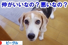 にほんブログ村 犬ブログ ビーグルへ