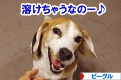 にほんブログ村 犬ブログ ビーグルへ