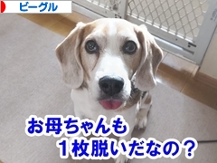 にほんブログ村 犬ブログ ビーグルへ