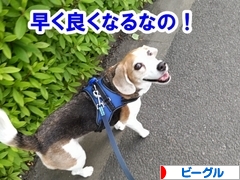 にほんブログ村 犬ブログ ビーグルへ