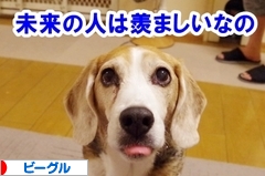 にほんブログ村 犬ブログ ビーグルへ