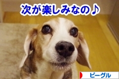 にほんブログ村 犬ブログ ビーグルへ