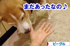 にほんブログ村 犬ブログ ビーグルへ