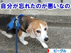 にほんブログ村 犬ブログ ビーグルへ