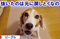 にほんブログ村 犬ブログ ビーグルへ