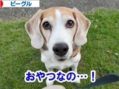 にほんブログ村 犬ブログ ビーグルへ