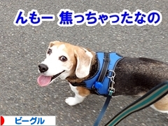 にほんブログ村 犬ブログ ビーグルへ