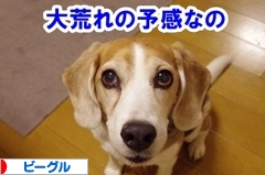 にほんブログ村 犬ブログ ビーグルへ