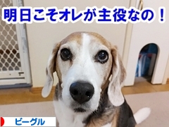 にほんブログ村 犬ブログ ビーグルへ